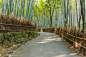岚山,竹林,京都府,自然,水平画幅,日本,旅行者,厚的,小树林,拥挤的