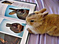 eryu采集到动物 兔