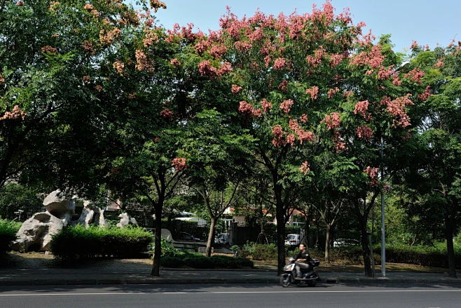 栾树-花瓣网
