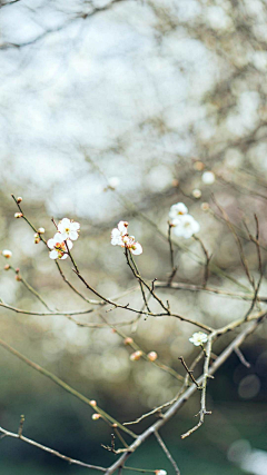 林阿屿采集到繁花