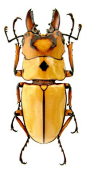 Beetle http://www.pinterest.com/shalimarfall/carapace/