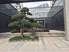 <丫头>采集到E—桩（松，茶梅，黄杨，继木等）
