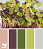four leaf color