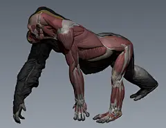 Evolutio - 西部低地大猩猩 Wip 、影线效果 --- Evolutio - Western Lowland Gorilla Wip , Hatch Effects