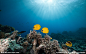 海底世界摄影图__海洋生物_生物世界_摄影图库_昵图网nipic.com