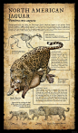 自然历史博物馆科普式动物插画-美国Beth Zaiken [26P] (16).jpg
