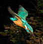 Photograph Kingfisher Dive 