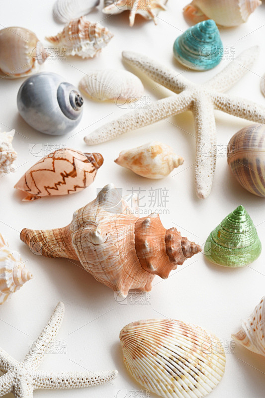 贝壳,特写,自然,垂直画幅,软体动物,抽...