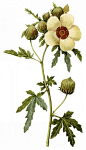 国外手绘植物花朵大全图片
http://www.goods-brand.com/