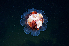 YUKIKILILI采集到水生物