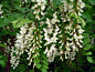 刺槐Robinia pseudoacacia
刺槐即洋槐(Robinia pseudoacacia)，原产自美国。