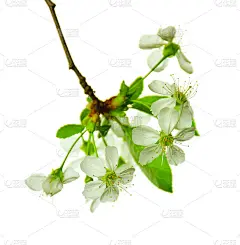 白色的花朵在白色的背景上的枝在春天盛开。樱花盛开孤立。