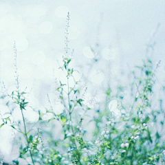 泡芙子采集到春季素材