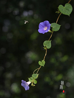 如水·心采集到花·影集