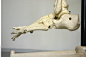 Skeleton_0129
