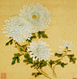 工笔花鸟-菊花