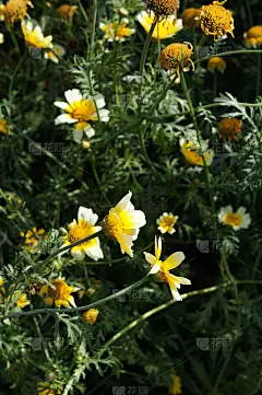 菊花姜花或白花姜花白色和黄色的花