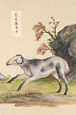 动物图鉴●长足盘角羊