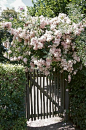  Outstanding Climbing Roses