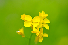 _谷雨采集到放慢脚步,静听—花言