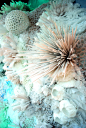 coral & sea urchins