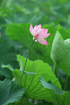 心灵治疗师采集到唯美花朵