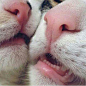 Kittens, Cats, Kawaii, Cute, Animals