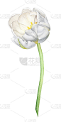 白色郁金香花的插图
