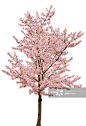 Spring Pink Blossom Tree Isolated on White创意图片素材 - E+