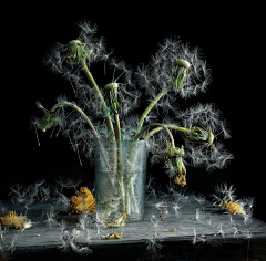 kierk采集到摄影师——Peter Lippmann