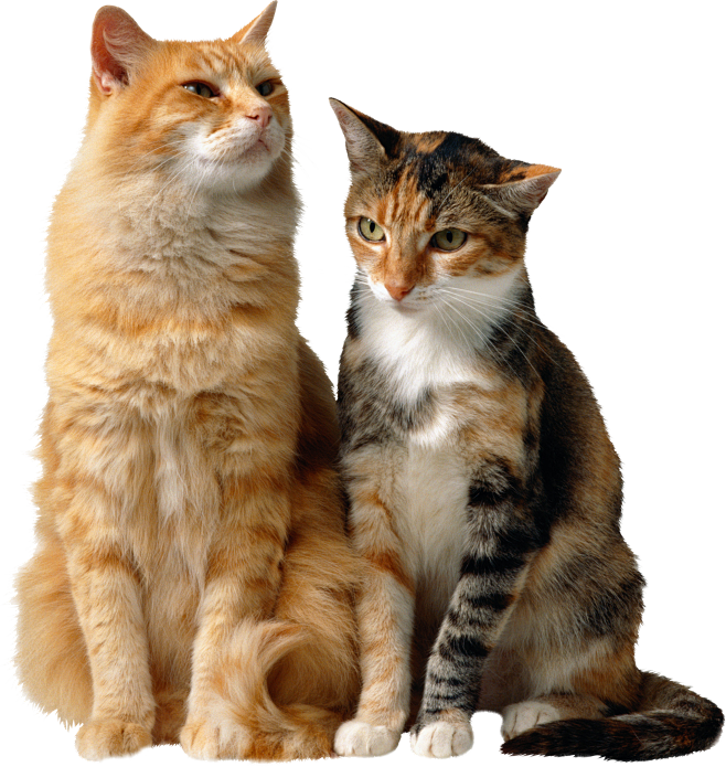 猫PNG图片png免抠素材透明图素材 猫咪 可爱猫 小猫PNG免扣素材