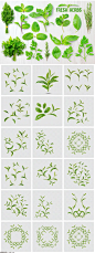 17款植物树叶元素PSD格式20221017 - 设计素材 - 比图素材网
