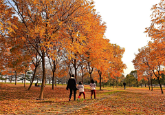 小飞废采集到秋