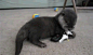 #会动的zoo#小水獭-3-玩个钥匙也能那么开心