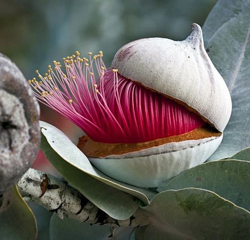 Eucalyptus flower-bu...