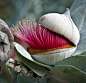Eucalyptus flower-bud opening-up - The Cap / Lid coming-off!: 