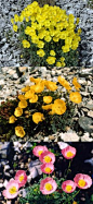 高山罂粟Papaver alpinum( Alpine Poppy )
