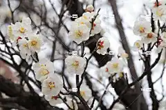 梅花 春天的花朵 花卉背景 春天 李子树 花壁纸 美丽的花朵 花朵