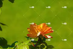 玫瑰 Mac壁纸 玫瑰花 笔记本电脑壁纸 春天 自由背景 美丽的壁纸