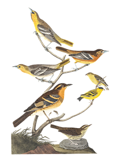 鳄鱼鳄鱼鳄鱼采集到零件