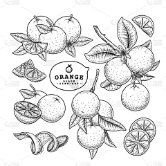 肥肥姐采集到包装插画