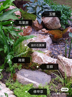 停步初夏采集到植物搭配