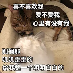 月底了！表情包又来了！

大家又妹钱了叭！转里送个500叭！
你们那今天冷不冷啊！我快冻僵了
喵豹妹#超话大神评选# ​​​​