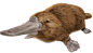鸭嘴兽 png