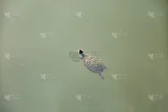 小乌龟在湖里游泳。关闭了。斯里兰卡