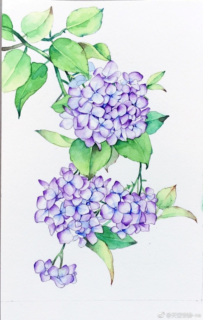 #原创手绘##插画##水彩花卉##我爱水...