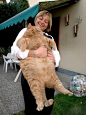 意大利一只超级大肥猫体重达到了32斤，号称意大利第一肥猫。它是一只肉肉的加菲猫~ - 顽兔