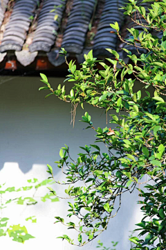 蓝草衣采集到幽