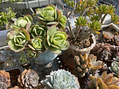 wsyeve源采集到Lovely plants