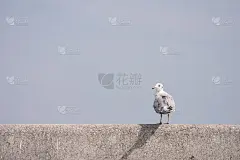 鸟栖息在铁路桥上。